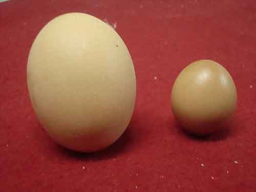 Composición de un huevo